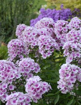 Phlox paniculata 'Bright Eyes'