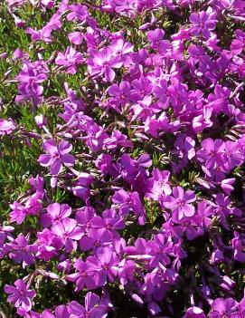 Phlox subulata 'Emerald Pink'