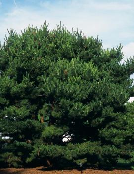 Pinus densiflora 'Pygmaea'