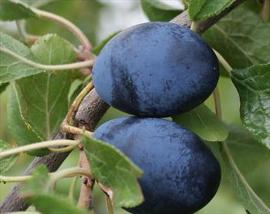 Plum 'German Prune'