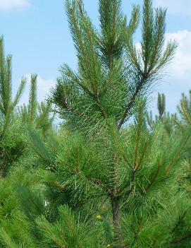 Pinus resinosa