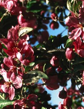 Malus 'Red Barron'