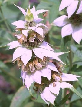 Monarda punctata