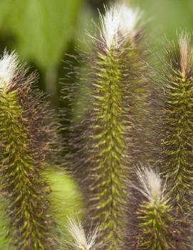 Pennisetum alopecuroides 'Foxtrot'