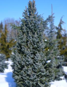 Picea pungens 'Iseli Fastigiate'