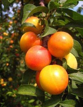 Plum 'Early Golden'