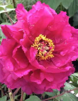 Paeonia suffruticosa Island Minister ('Shimadaijin')