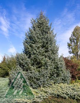 Picea omorika Silver Blue ('Silberblue')