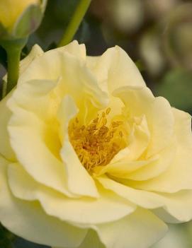 Rosa Easy Elegance® High Voltage ('BAIage')