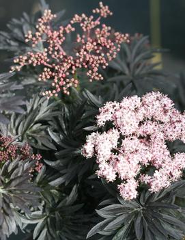 Sambucus nigra Laced Up® ('SNR1292') (PP29051, CPBRAF)