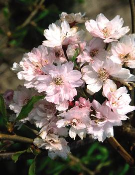 Prunus subhirtella 'Pendula Plena Rosea'