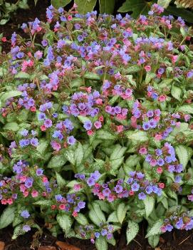 Pulmonaria x 'Excalibur' (PP08958)