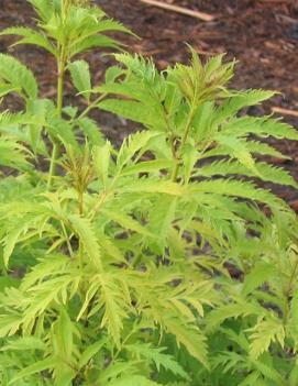 Sambucus racemosa 'Sutherland Gold'