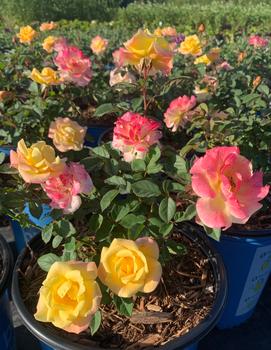 Rosa Gumball Goody™ ('VLR12062') (USPPAF, CPBRAF)