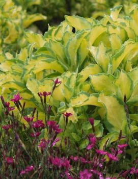 Sedum alboroseum 'Mediovariegatum'