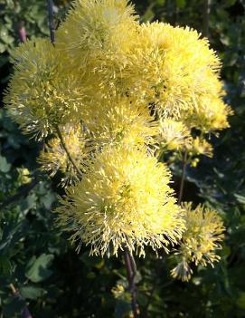 Thalictrum flavum 'Tukker Princess'