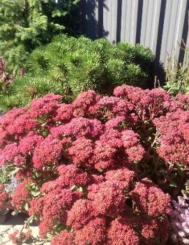 Sedum x 'Abbeydore'