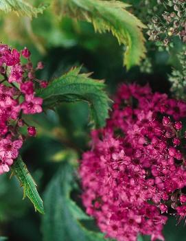 Spiraea japonica 'Crispa'