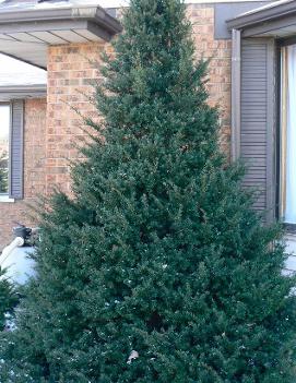 Taxus cuspidata 'Capitata'