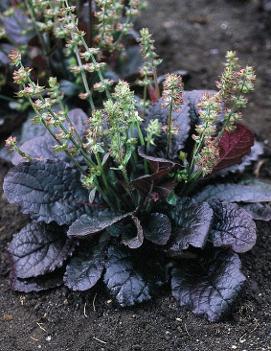 Salvia lyrata 'Purple Knockout'