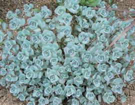 Sedum sieboldii