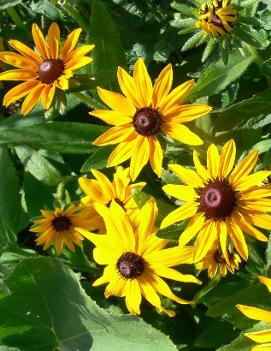 Rudbeckia fulgida Viette's Little Suzy ('Blovi') (PP8867)