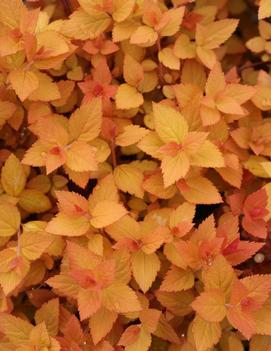 Spiraea japonica Double Play® Candy Corn® ('NCSX1') (PP28313, CBRAF)