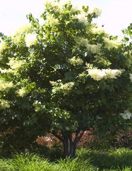 Syringa reticulata