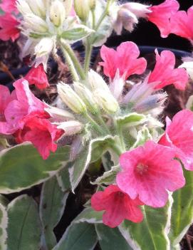 Pulmonaria rubra 'David Ward'