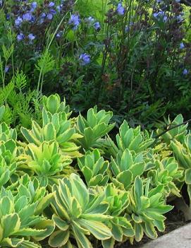 Sedum spectabile 'Elsie's Gold' (PP20368)