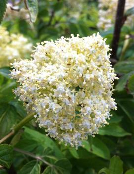 Sambucus pubens