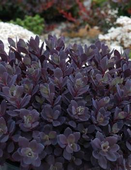 Sedum x 'Plum Dazzled' (PP30348)