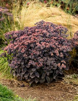 Sedum hybridum 'Back in Black' (PP33632 CPBRAF)