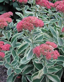 Sedum telephium Autumn Charm™ ('Lajos') (PP14421, COPF)