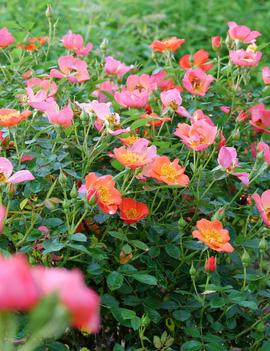 Rosa Oso Easy Hot Paprika® ('FARROWRSP') (PP30383)