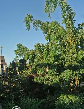 Robinia pseudoacacia Twisty Baby™ ('Lace Lady') (PP9771, COPF)