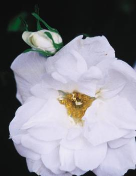 Rosa 'Blanc Double de Coubert'