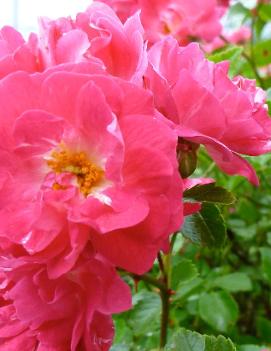 Rosa Easy Elegance® Little Mischief ('BAIief') (PP17196)