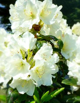 Rhododendron 'Hong Kong'