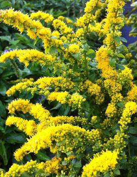 Solidago sphacelata 'Golden Fleece'