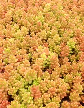 Sedum album