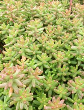 Sedum album 'Murale'