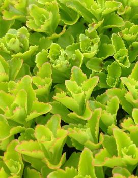 Sedum selskianum 'Spirit'