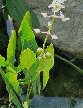 Sagittaria latifolia