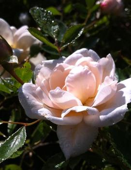 Rosa Pearl Meidiland® ('MEIplatin') (PP 6,807)