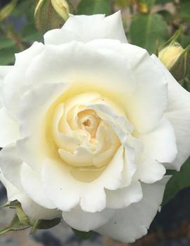 Rosa Easy Elegance®Snowdrift ('BAIrift') (PP19036)