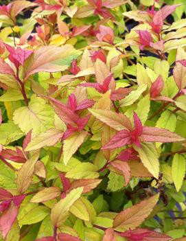 Spiraea japonica 'Goldflame'