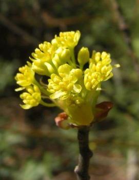 Sassafras albidum