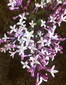 Syringa pubescens subsp. julianae 'Hers'