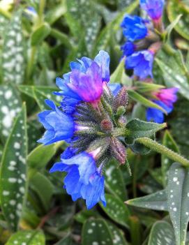 Pulmonaria longifolia 'Bertram Anderson'